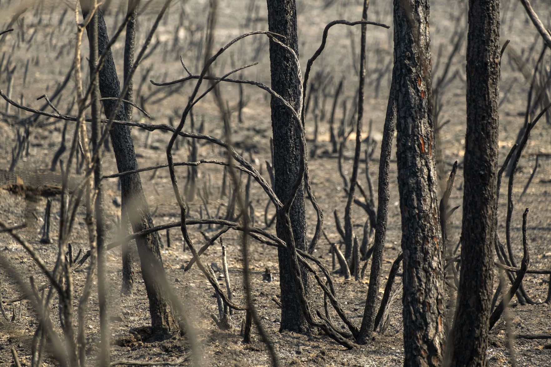 Portugal Wildfires